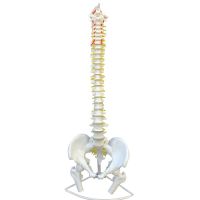 The teaching simulation model of 45 cm85cm white spine vertebra bone with bone model 1:1 human body skeleton