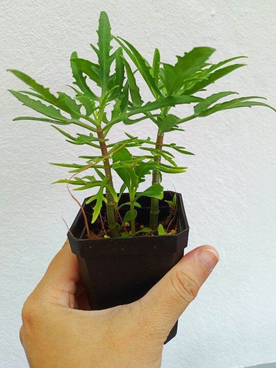 Kalanchoe Laciniata Real Live Plant 7cm pot Succulent Cactus Pokok