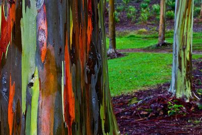 ขายส่ง 100 กรัม เมล็ดยูคาลิปตัสสีรุ้ง Rainbow Eucalyptus ยูคาลิปตัสมินดาเนากัม คามาราเร่ ต้นไม้สีรุ้ง เมล็ดพันธุ์นำเข้า ยูคาลิปตัส