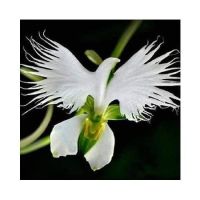 20 เมล็ดกล้วยไม้ Japanese Radiata Seeds White Egret Orchid Seeds กล้วยไม้นกกระยางขาว อัตราการงอกสูง 80-85%