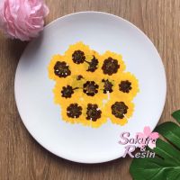 ดอกตาเสือ Coreopsis ดอกไม้ทับ ดอกไม้แห้ง ดอกไม้ทับแห้ง เรซิ่น resin sakuraresin