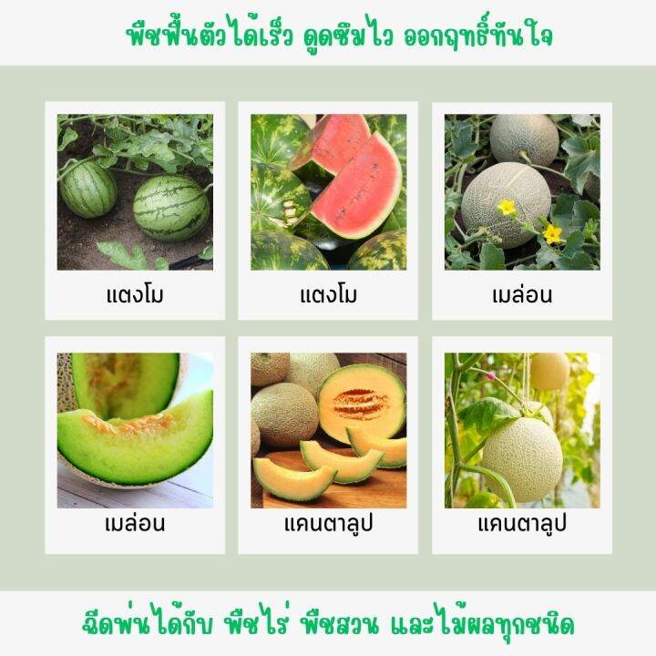 พร้อมส่ง-บุเรงนอง-ขนาด-4-ลิตร-อะมิโนพืช-สาหร่าย-ไคโตซาน-น้ำตาลทางด่วน-อาหารพืช-ใช้ฉีดพ่นทางใบ-ฉีดพ่น-แตง