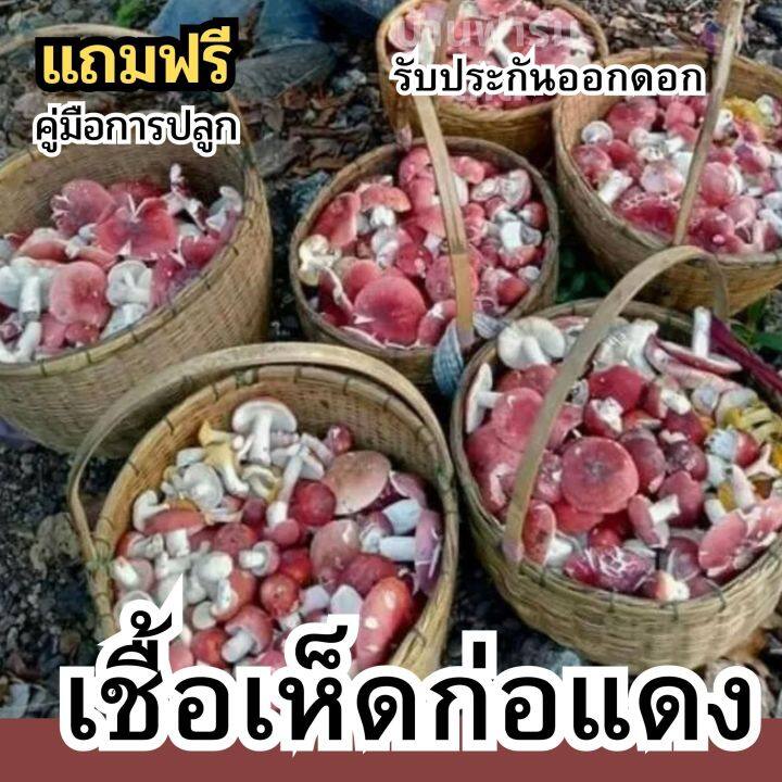 เชื้อเห็ดก่อแดง-เชื้อเห็ด-ก่อเกษตรดอกใหญ่ๆ-ปลุกกับต้นยางนาออกดอกทั้งปี-เชื้อเห็ดก่อแดงเข้มข้น