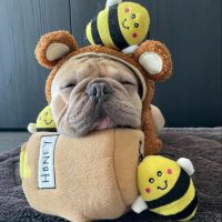 ZIPPYPAWS USA ของเล่นสุนัขฝึกทักษะ รูปผึ้งและโถน้ำผึ้ง ของเล่นสุนัขมีเสียง ของเล่นสุนัขนำเข้า ของเล่นหมา