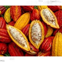 Seedscacao cocoa beans tree seedsedเมล็ด/ดอกไม้/สวน/สวน/ดอกทานตะวัน/ดอกไม้/หญ้า/ดอกไม้/พรม/กล้วย/seedsเมล็ด/ดอกไม้/สวน/ส