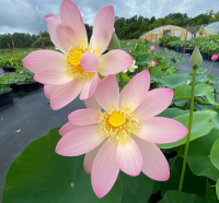 5 เมล็ด บัวนอก บัวนำเข้า บัวสายพันธุ์ SINO AMERICAN EXCELLENCE LOTUS สีชมพู สวยงาม ปลูกในสภาพอากาศประเทศไทยได้ ขยายพันธุ์ง่าย เมล็ดสด