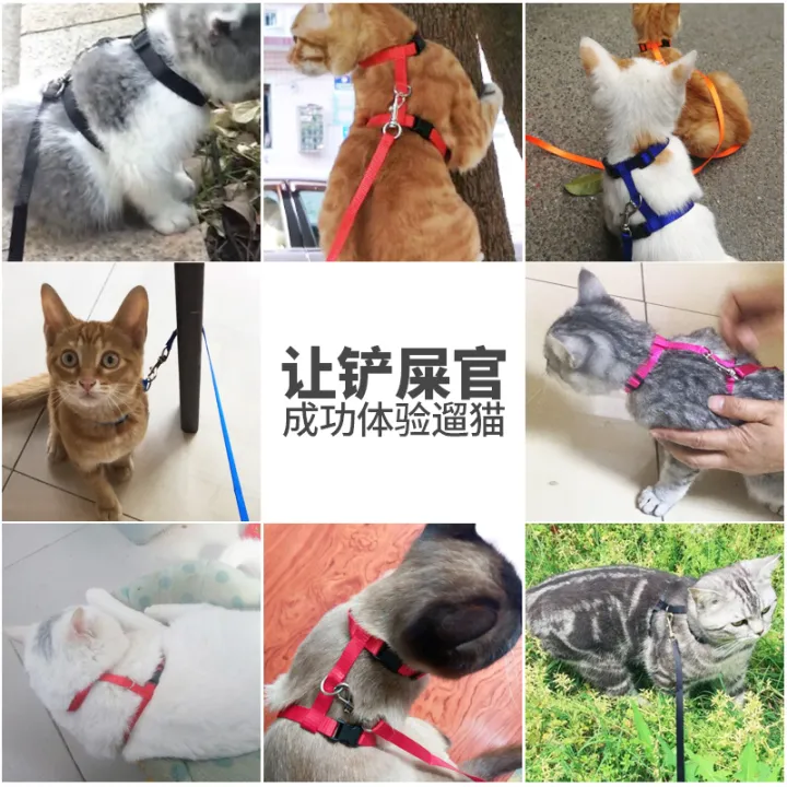 Cats' traction ropes are special pets for cats to go out for traction