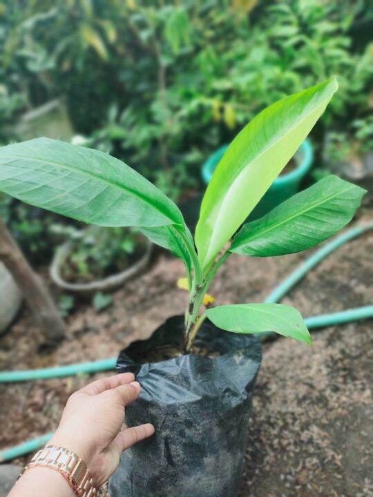 Tissue Cultured Banana Lakatan Plant Seedling , Rooted (no fruit