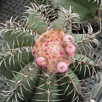 โปรโมชั่น เมโลจิ๋ว เมโลแคระ แคคตัส กระบองเพชร melocactus matanzanus ราคาถูก  แคคตัส กระบองเพรช ตะบองเพรช ไม้จิ๋ว ไม้ตั้งโต๊ะทำงาน ไม้ประดับ ไม้มงคล ไม้ดอก