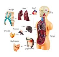(ร้อน) 3D มนุษย์ของเล่นโครงกระดูกรุ่นไอน้ำวิทยาศาสตร์เด็กเด็กประกอบ DIY ด้วยมือการเรียนรู้ของเล่นอวัยวะมนุษย์ความรู้ความเข้าใจการเรียนการสอนเครื่องมือ