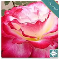 30 เมล็ด เมล็ดพันธุ์ กุหลาบ สตาร์แอนด์สไตร้พส์ Tiger Striped Rose Seeds สี แดง-ชมพู ดอกใหญ่ นำเข้าจากต่างประเทศ พร้อมคู่มือ เมล็ดสด ใหม่