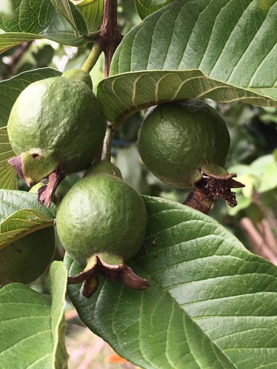ต้นพันธุ์-ฝรั่งขี้นก-ใส้แดง-ฝรั่งขี้นกไส้ชมพู-พร้อมปลูกในถุงดำ-ต้นละ-49บาท-red-guava-or-pink-guava
