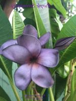 30 เมล็ดพันธุ์ เมล็ด ลั่นทม หรือ ลีลาวดี สายพันธุ์แคระ Frangipani Plumeria Seed นำเข้าจากฮาวาย เปอร์เซ็นต์การงอก 80-85%