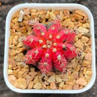 Gymnocalycium G.Grystaljelly G008 ยิมโนด่าง ไม้เมล็ด รหัสG GYmno variagata seedings ขนาดกระถาง 3 นิ้ว (จัดส่งทั้งกระถาง) #กระบองเพชร #Cactus #ต้นไม้สวยงาม