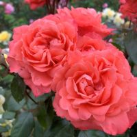 20 เมล็ด กุหลาบ นำเข้า Renaissance Rose Seeds สายพันธุ์ Olivia ดอกไม้สีส้มโอรส