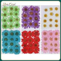 SHUKEYI 12PCS/Bag สีสัน DIY เรซิน การทำเครื่องประดับ ศิลปะ กด เดซี่ดอกไม้ประดิษฐ์