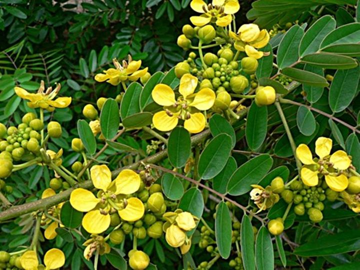 ขายส่ง-100-เมล็ด-เมล็ดขี้เหล็ก-siamese-senna-ขี้เหล็กแก่น-ขี้เหล็กบ้าน-ขี้เหล็กหลวง-ขี้เหล็กเผือก-ผักจี้ลี้-สมุนไพร-พืชผักสมุนไพร-ไม้ขุดล้อม