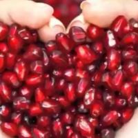 ทับทิมแดงอินเดีย(Indian red ruby)กิ่งตอนขนาด70ซม.(1ต้น)