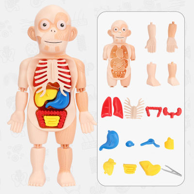 Human Torso Body Model Kids Doctor Toys Anatomy Anatomical Internal Organs for Teaching Pretend Play House Dropshipping