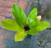 เฟิร์นข้าหลวง  “Birds nest fern” ต้นไม้มงคล