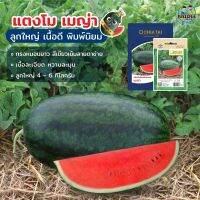 เมล็ดพันธุ์แตงโม เมญ่า ตราเจียไต๋ ขนาด40กรัม และ2กรัม Watermelon เมล็ดแตงโม แตงโม แตงโมเมญ่า แตงโมเจียไต๋