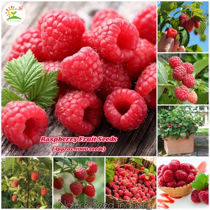 [Fast Delivery] Rare Raspberry Seeds for Sale (1000pcs Seeds for