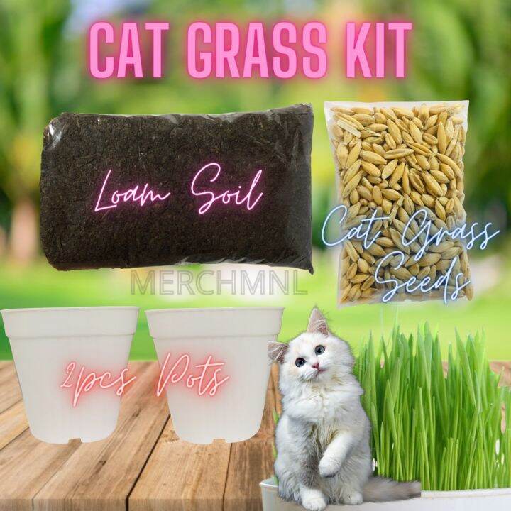 Cat Grass Seeds Kit (Barley, Oats, Wheatgrass) Complete Set with Cat