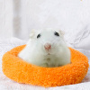 Sha ổ cho chuột hamster thú cưng ổ nhung ấm cho thú cưng đệm bông bắc cực - ảnh sản phẩm 1