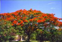 30 เมล็ด เมล็ดพันธุ์ หางนกยูงฝรั่ง ดอกสีส้ม Flame Tree, Flamboyant, Royal Poinciana