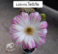 โลบิเวีย vs05 Lobivia Echinopsis หน่อเด็ดสด หน่อ อิชินอป อิชินอปซิส กระบองเพชร แคคตัส สวน เมล็ดกระบองเพชร