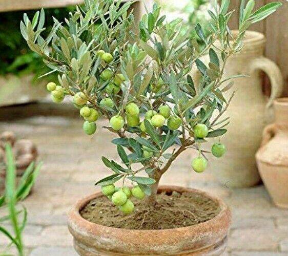 Olive Tree Seeds Seeds Lazada PH