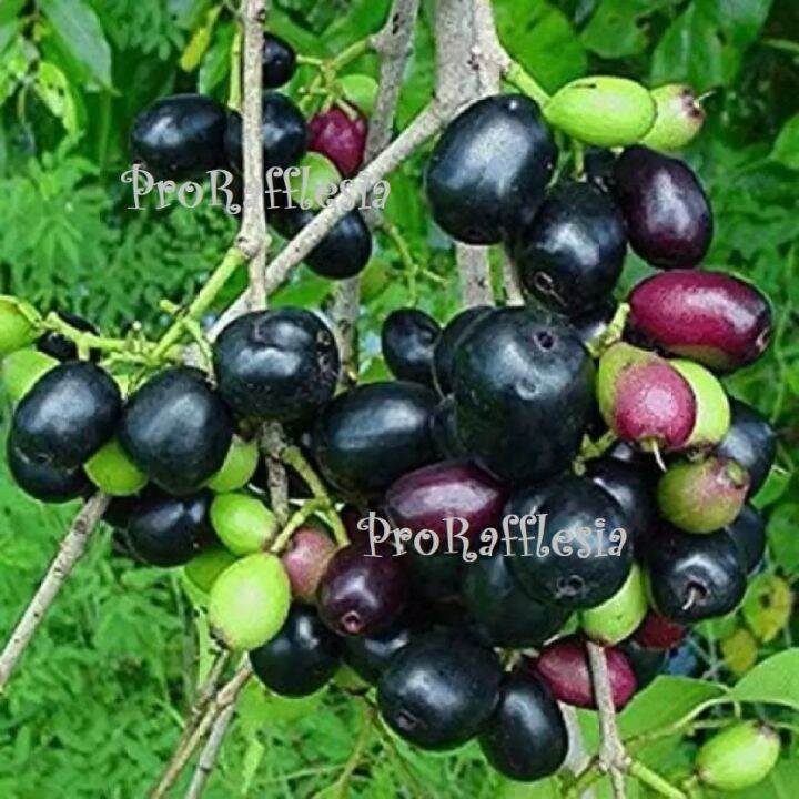 PlantNaval Palam /Nagapalam /Jamun/ Java Plum/ Black Plum Lazada