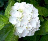 20 เมล็ด เมล็ดไฮเดรนเจีย Hydrangea Seeds สีขาว ไฮเดรนเยียสายพันธุ์ฝรั่งเศส  อัตราการงอก 70-80%  ปลูกในกระถางได้