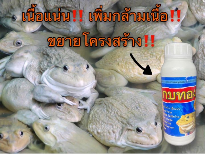 ไคโตซาน-สำหรับเลี้ยงกบ-กบทอง-อ้วนไว-กินเก่ง-เร่งโต-เสริมวิตามินซี