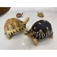 Radiated tortoise model โมเดลเรซิ่น เต่าราเดียตา ขนาดกลาง ยาว​22ซม​