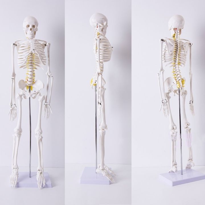 medicine-the-human-body-skeleton-model-adult-white-skeleton-skeleton-45-170-cm-model-teaching-vertebral-body-stents