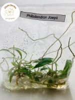 Philodendron Joepii  เนื้อเยื่อ โจปิอาย 1ถุง มี3ต้น