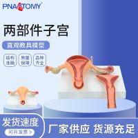 Simulation with female reproductive system of medicine uterine ovarian anatomical model specimens of gynecology obstetrics and family planning AIDS