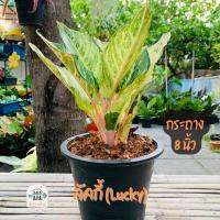 ต้นลัคกี้โชคดี (Aglaonema Lucky) พร้อมกระถาง 8 นิ้ว