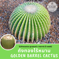 ถังทอง ไร้หนาม Echinocactus grussonii v inermis (5 seeds)