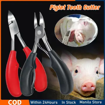 Shop Teeth Cutter For Piglets Stainless with great discounts and