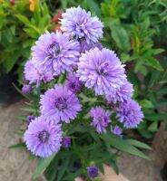 มากาเร็ต (Aster Novi-belgil L.,/Michaelmas Daisy) เป็นดอกไม้ที่สื่อถึงความจริงใจ รักแท้ ออกดอกดก ปลูกง่าย ชอบแดด จัดส่งแบบถุงชำ