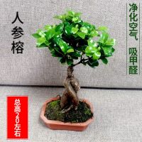 ?สินค้าขายดี? [Ginseng Ficus with]卍โสมไทรคัสพืชบอนไซกองเก่าต้นกล้าต้นกล้าต้นไม้ในร่มต้นไทรขนาดใหญ่โค้งงอสี่ฤดูตอต้นไม้เขียวชอุ่มตลอดปีพืชสีเขียว