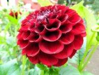 1 หัว/ออเดอร์ รักเร่ Dahlia Bulbs สายพันธุ์ Paul Smith หัวรักเร่ ดอกไม้ หัวหน่อ เหง้า นำเข้า เนเธอร์แลน หัวสดใหม่