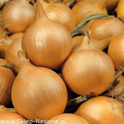 100 เมล็ด เมล็ดหอมหัวใหญ่ สายพันธุ์ หอมใหญ่ Majka ของแท้ 100% อัตราการงอก 70-80% Onion Seed มีคู่มือปลูก
