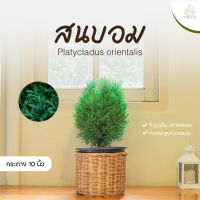 Treeno.9  T108  สนบอบ์ม สนประดับต้นคริสมารต์ ทรงสวยมาก ไม้ประดับ ไม้แคระ  พร้อมส่งกระถาง 10 นิ้ว by Treenumber 9