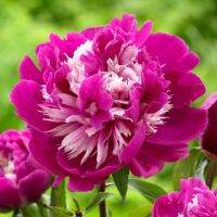 20 เมล็ด เมล็ดโบตั๋น ดอกโบตั๋น ดอกพีโอนี (Peony) สีชมพู Celebrity ดอกไม้นี้​เป็นสัญลักษณ์ของความมั่งคั่งร่ำรวย ความซื่อสัตย์ อัตราการงอก 70-80%