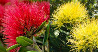 Pohutukawa - 100 seeds - Metrosideros excelsa - from New Zealand คริสมาสนิวซีแลนด์