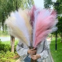 【Cw】 1pc 95-100m Silk Pampas Grass Flowers Artificial Panty For Decoration Simulation Plants for Home Decor Wedding Decoration ！