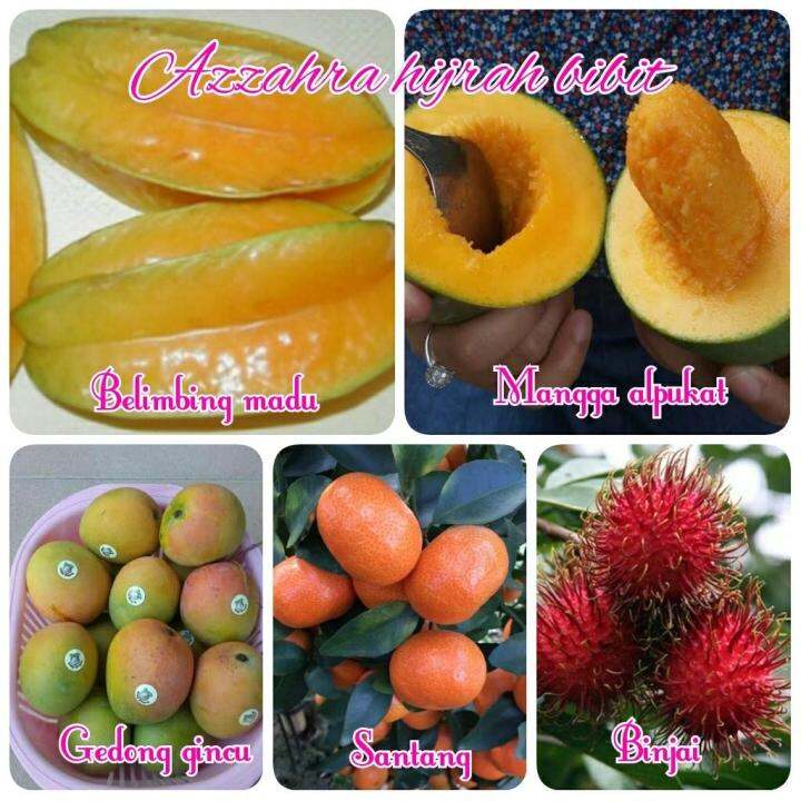 Paket Bibit Buah Jenis Super Lazada Indonesia